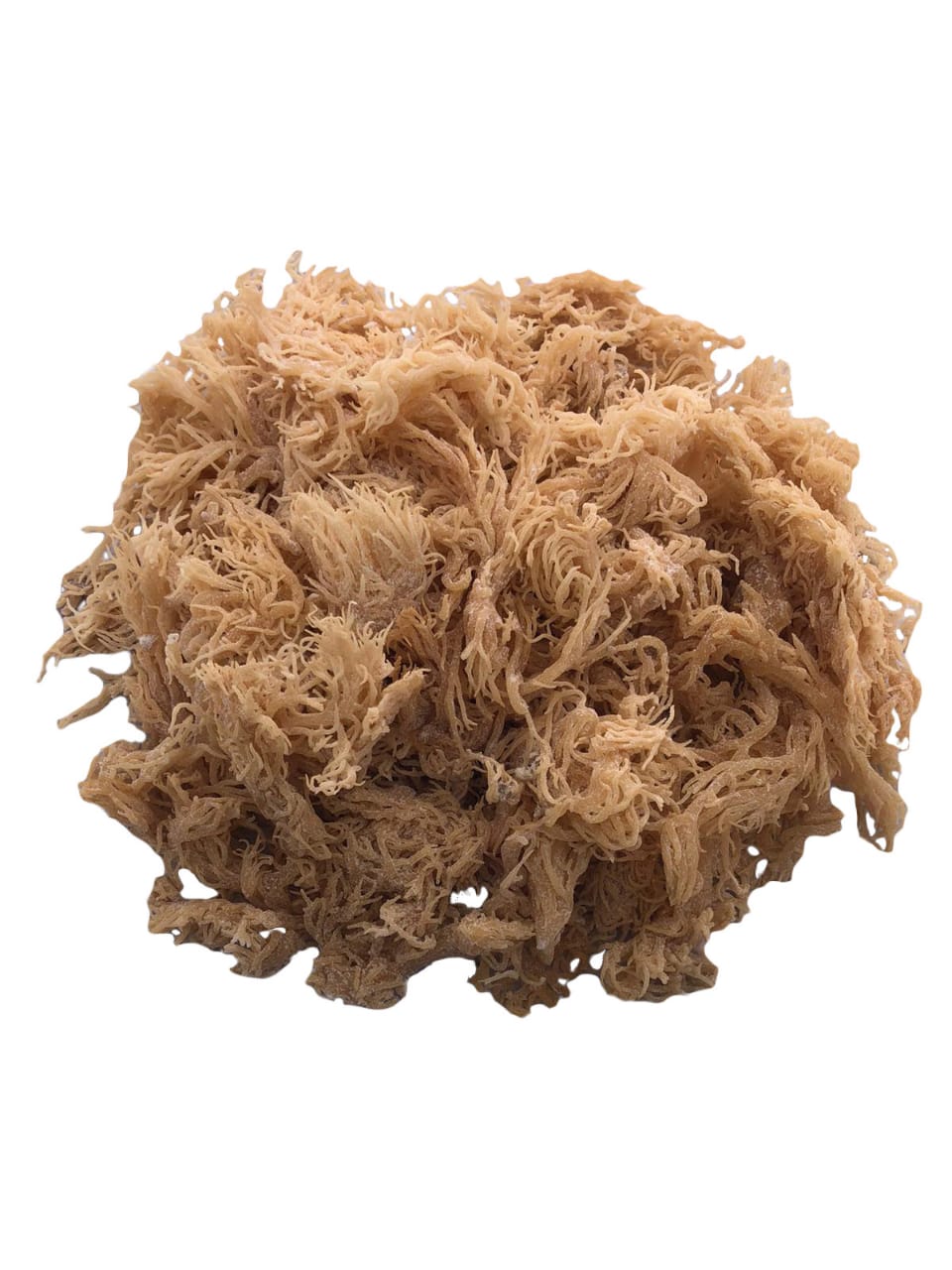 Wholesale Raw Gold Sea Moss